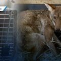 Rescatan a coyote que se metió a una casa en Acatzingo