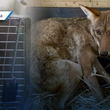 Rescatan a coyote que se metió a una casa en Acatzingo