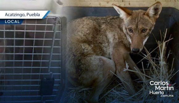 Rescatan a coyote que se metió a una casa en Acatzingo