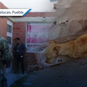 Rescatan a perrito mediante cateo en San Martín Texmelucan    