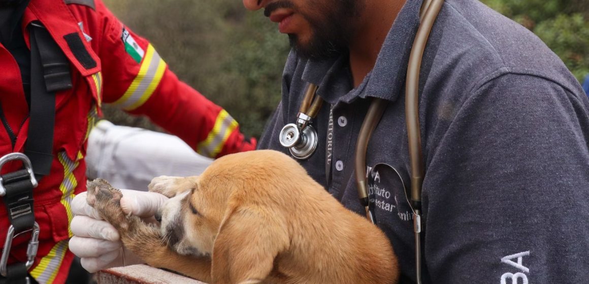 Exitosa operación de rescate animal en Puebla: lomito cae en barranca y es salvado por autoridades