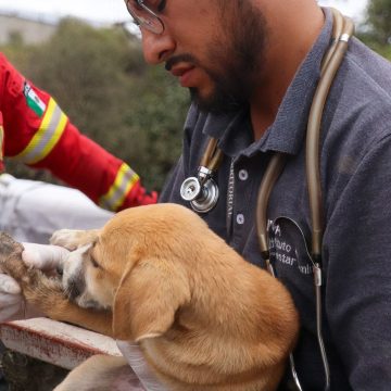 Exitosa operación de rescate animal en Puebla: lomito cae en barranca y es salvado por autoridades