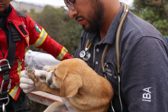 Exitosa operación de rescate animal en Puebla: lomito cae en barranca y es salvado por autoridades