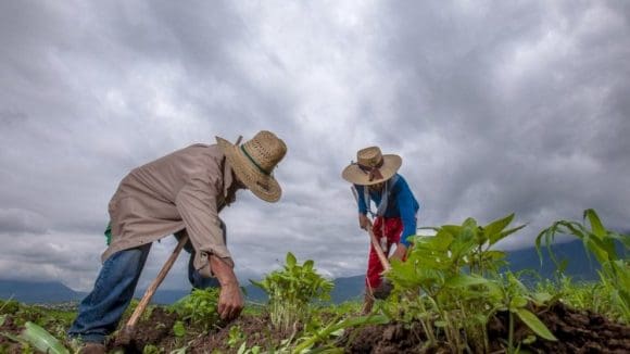 México clasificado como “Riesgo Estándar” en el reglamento de la UE contra la deforestación