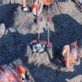 Nacen los primeros polluelos de flamenco rosa en la Reserva de la Biosfera Río Lagartos, Yucatán