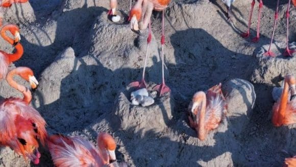 flamenco-rosa-Mexico-746x420 Nacen los primeros polluelos de flamenco rosa en la Reserva de la Biosfera Río Lagartos, Yucatán