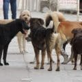 Huejotzingo planea multas a dueños de perros irresponsables en 2026