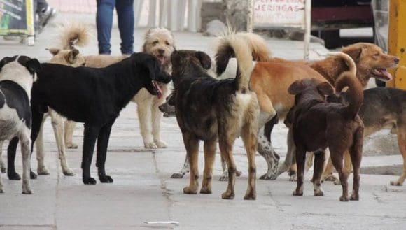 perros-callejeros Huejotzingo planea multas a dueños de perros irresponsables en 2026
