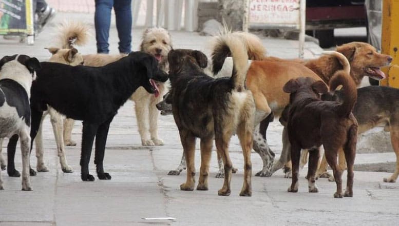 perros callejeros