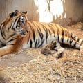 Profepa retira 119 animales del zoológico Constitución en Culiacán por irregularidades