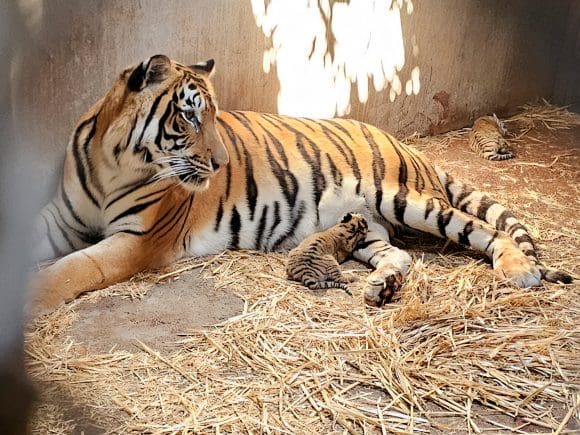 Profepa retira 119 animales del zoológico Constitución en Culiacán por irregularidades