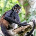 Rescatan león, jaguar y monos araña durante operativo contra huachicol en el centro del país