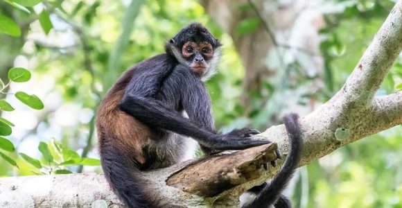 Rescatan león, jaguar y monos araña durante operativo contra huachicol en el centro del país