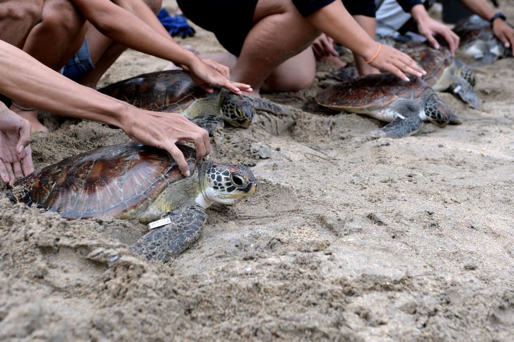Cancún inicia liberación de crías de tortugas marinas 2 Cancun inicia liberacion de crias de tortugas marinas 3