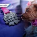 Presentan medalla y playera oficial de la 1ª Carrera Canina en San Andrés Cholula