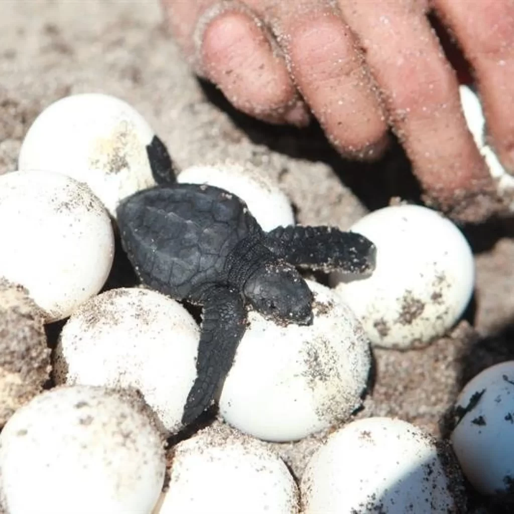 Destituyen a funcionario de Medio Ambiente por consumo de huevos de tortuga en Oaxaca 2 Destituyen a funcionario de medio ambiente por consumo de huevos de tortuga en Oaxaca 3