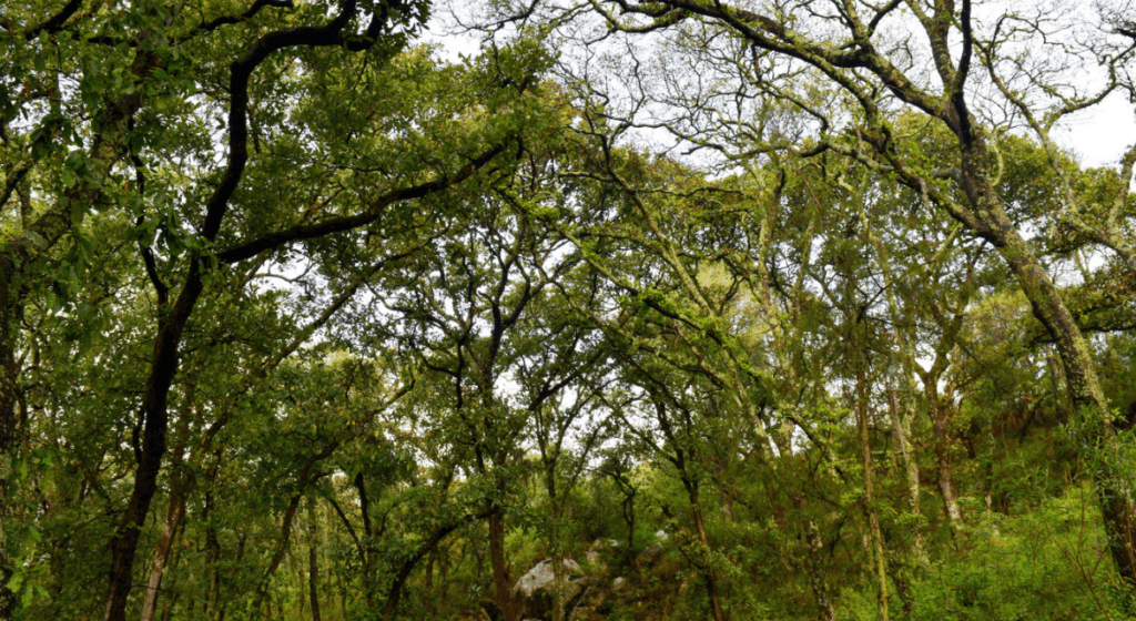 Cablebús en Puebla: garantizan reforestación y trasplante de árboles para mitigar impacto ambiental