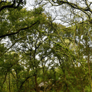 Cablebús en Puebla: garantizan reforestación y trasplante de árboles para mitigar impacto ambiental