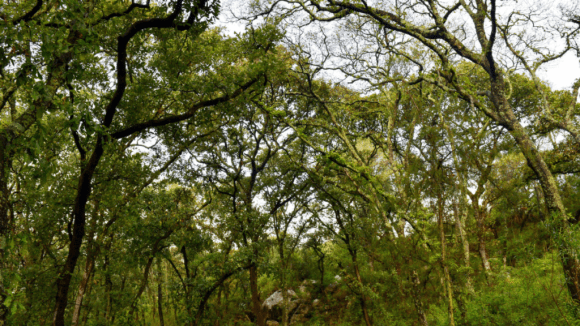Gobierno de Puebla invertirá 14 mdp en el Programa Anual de Reforestación Cablebús en Puebla: garantizan reforestación y trasplante de árboles para mitigar impacto ambiental