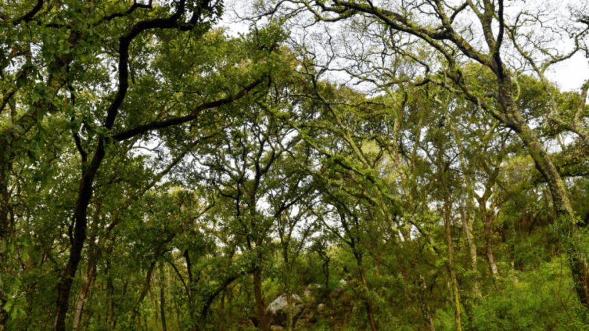 Cablebús en Puebla: garantizan reforestación y trasplante de árboles para mitigar impacto ambiental