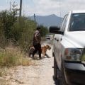 ¡Insólito! en Nuevo León capturan a un tigre que deambulaba por las calles de Salinas Victoria