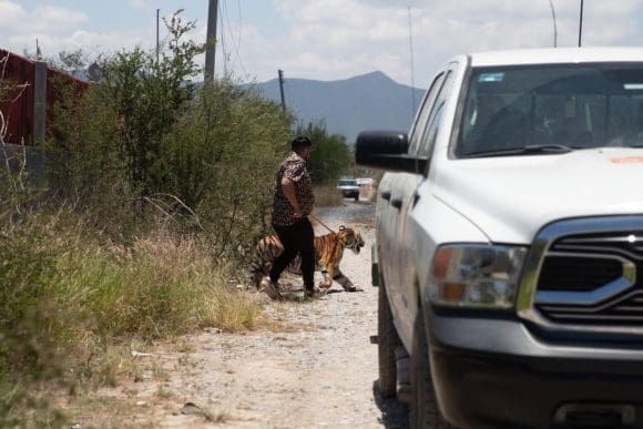 ¡Insólito! en Nuevo León capturan a un tigre que deambulaba por las calles de Salinas Victoria
