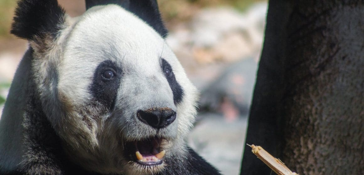 Xin Xin, la panda de Chapultepec, celebra 35 años como un ícono de longevidad