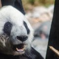 Xin Xin, la panda de Chapultepec, celebra 35 años como un ícono de longevidad