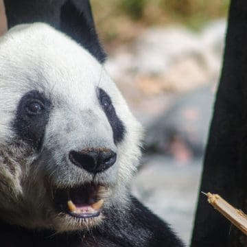 Xin Xin, la panda de Chapultepec, celebra 35 años como un ícono de longevidad
