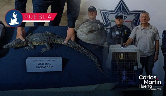 Hallan cocodrilo dentro de una mochila en el Zócalo de Puebla