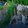 Nacen cuatro lobos mexicanos en el zoológico de Aragón; especie en peligro de extinción
