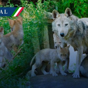 Nacen cuatro lobos mexicanos en el zoológico de Aragón; especie en peligro de extinción