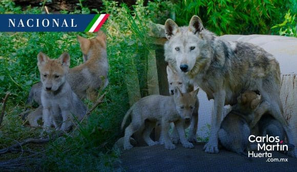 Nacen cuatro lobos mexicanos en el zoológico de Aragón; especie en peligro de extinción