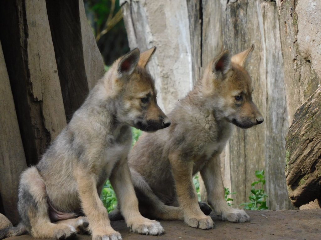 Nacen cuatro lobos mexicanos en el zoológico de Aragón; especie en peligro de extinción 1 Nacimiento lobos mexicanos
