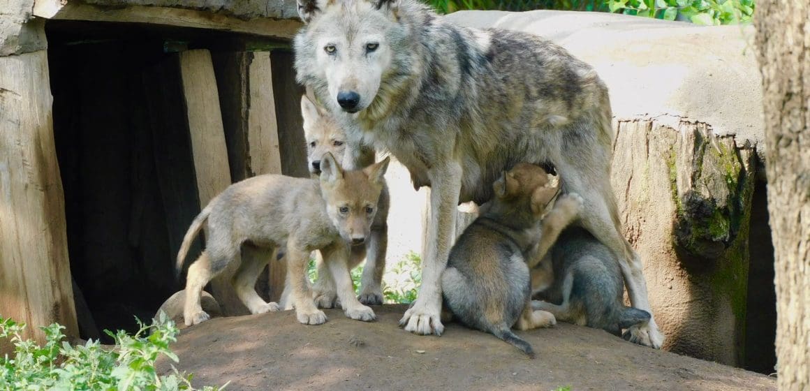 Nacimiento lobos mexicanos (2) Orden de Trump abre la puerta para retirar la protección federal al lobo gris mexicano