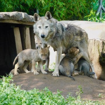 Orden de Trump abre la puerta para retirar la protección federal al lobo gris mexicano