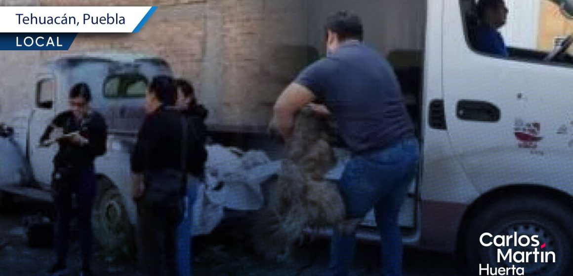 Rescatan a 4 lomitos en Tehuacán tras abandono; uno más fue hallado muerto