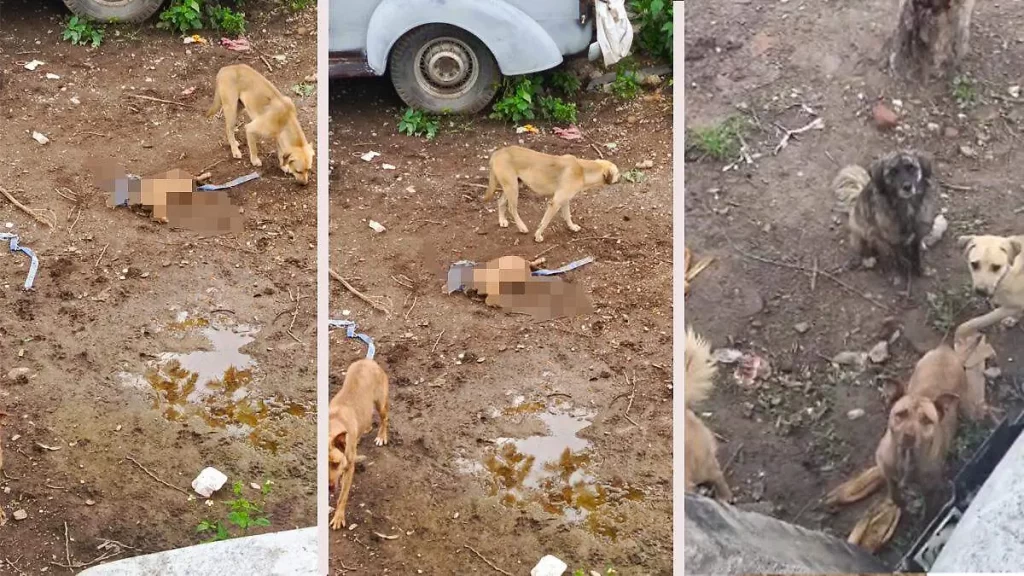 Rescatan a 4 lomitos en Tehuacán tras abandono; uno más fue hallado muerto 2 Rescatan a 4 lomitos en Tehuacan tras abandono uno mas fue hallado muerto 3