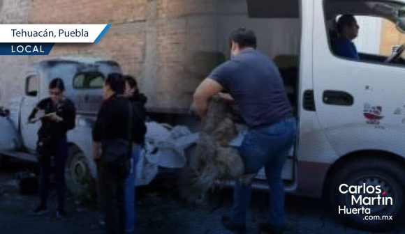 Rescatan a 4 lomitos en Tehuacán tras abandono; uno más fue hallado muerto