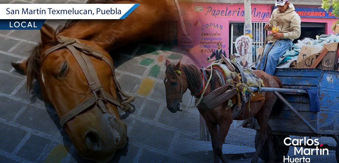 Se prohíbe el uso de caballos para recolectar basura en Texmelucan