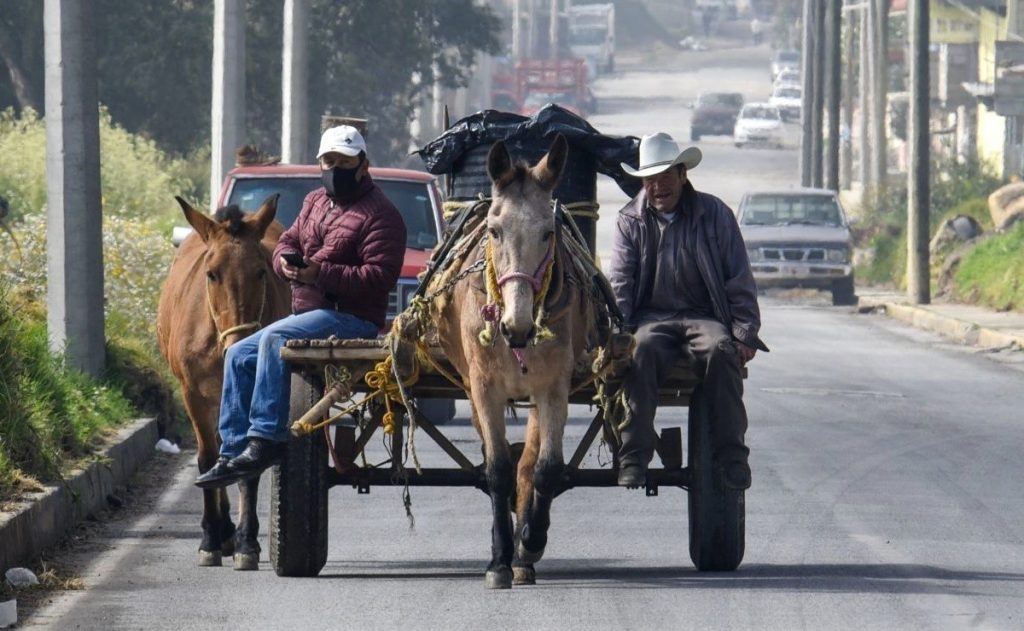Se prohíbe el uso de caballos para recolectar basura en Texmelucan 2 Se prohibe el uso de caballos para recolectar basura en Texmelucan 3