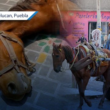 Se prohíbe el uso de caballos para recolectar basura en Texmelucan