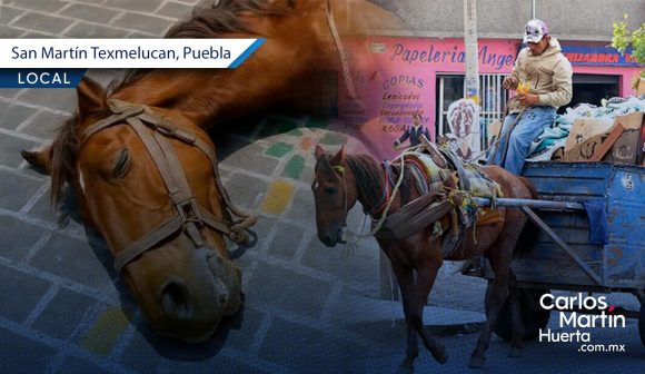 Se prohíbe el uso de caballos para recolectar basura en Texmelucan