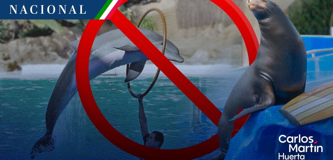 Senado prohíbe espectáculos con mamíferos marinos