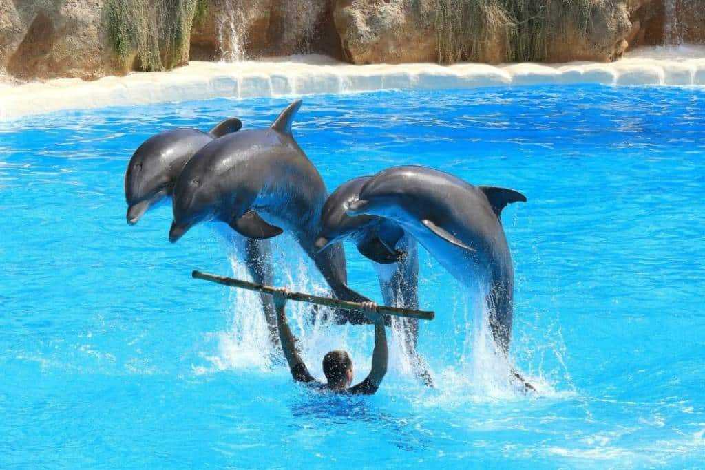 Senado prohíbe espectáculos con mamíferos marinos 2 Senado prohibe espectaculos con mamiferos marinos 3