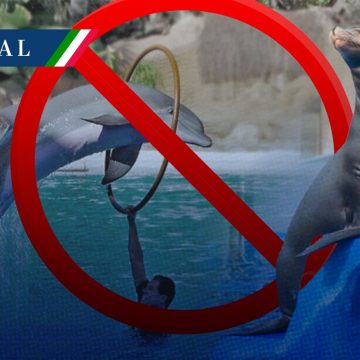 Senado prohíbe espectáculos con mamíferos marinos