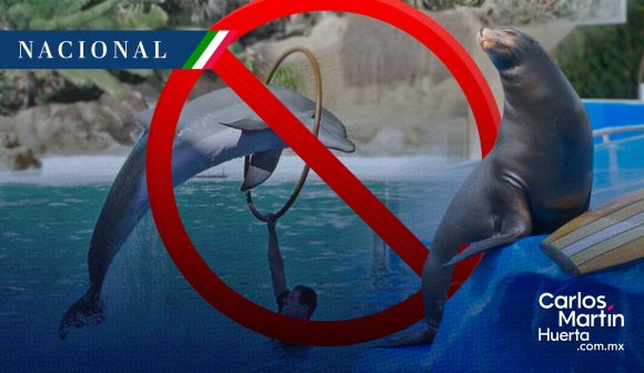 Senado prohíbe espectáculos con mamíferos marinos