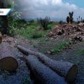 Sentencian a dos hombres por daño ambiental en la Reserva de la Biósfera Tehuacán-Cuicatlán