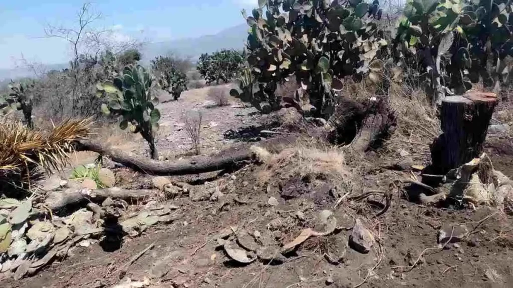 Sentencian a dos hombres por daño ambiental en la Reserva de la Biósfera Tehuacán-Cuicatlán 2 Sentencian a dos hombres por dano ambiental en la Reserva de la Biosfera Tehuacan Cuicatlan 3