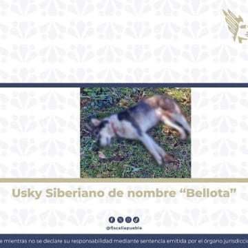 Fiscalía de Puebla logra vinculación a proceso contra hombre acusado de crueldad animal en Zacapoaxtla